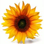 The Ukraine Stories English eBook Kindle Series Literature-0