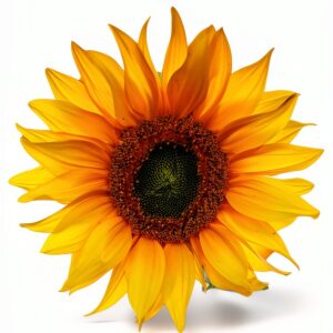 The Ukraine Stories English eBook Kindle Series Literature-0