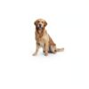 Absorlution Dog Training Pads Quick Drying Leak Proof-2
